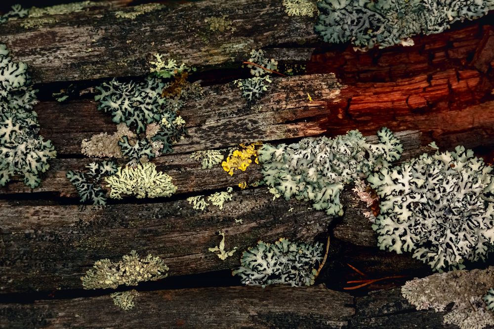 Photograph by Александр Слепцов