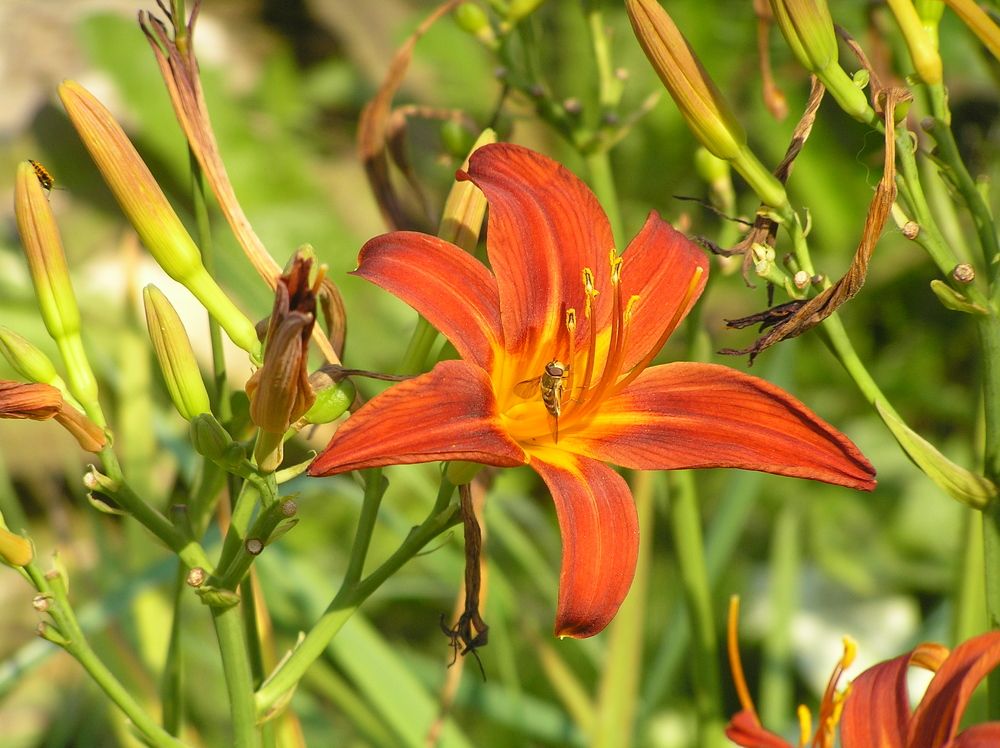 Photograph by Юлия Лис-а