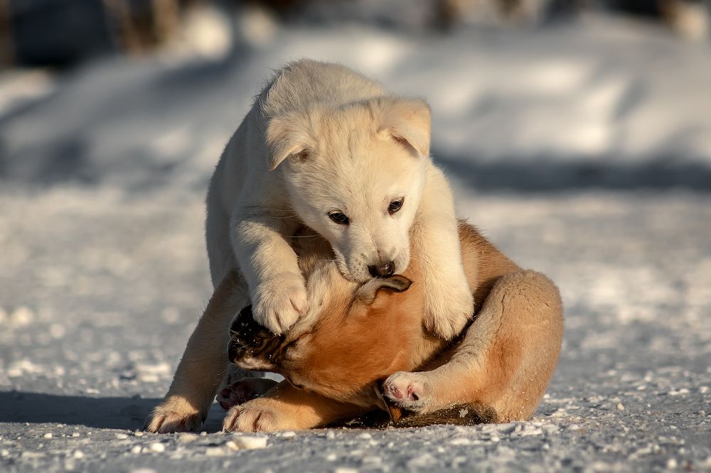 Photograph by Александр Слепцов