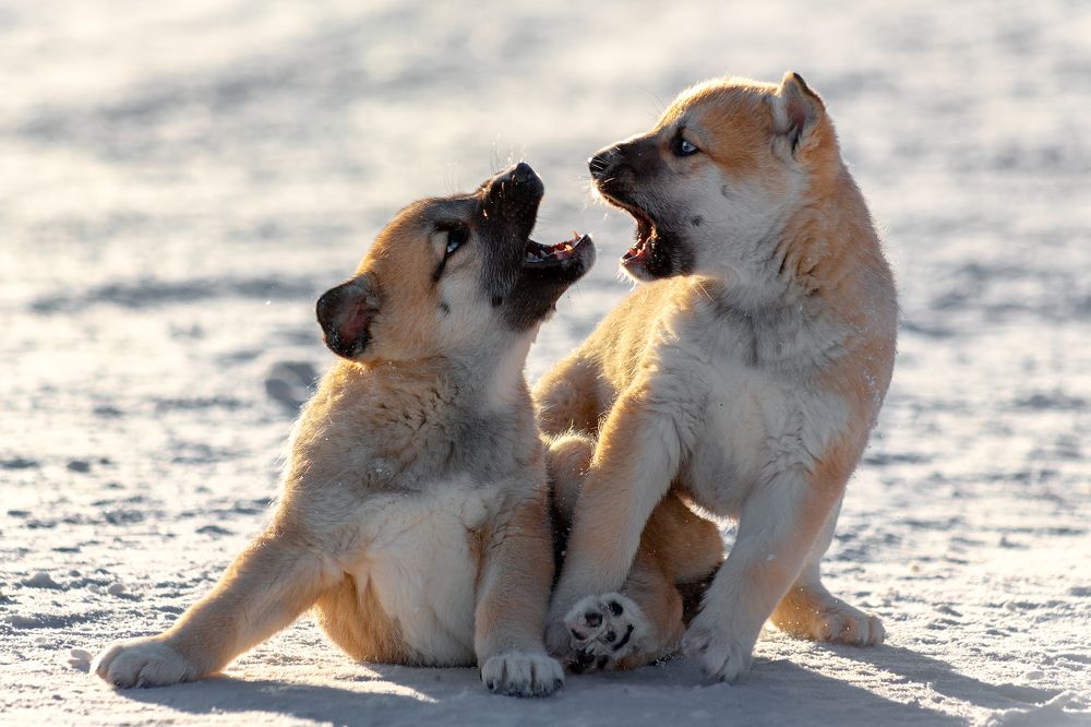 Photograph by Александр Слепцов