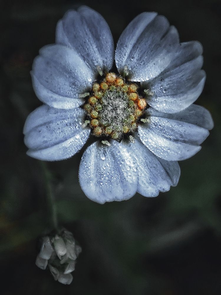 Фотография автора Olga