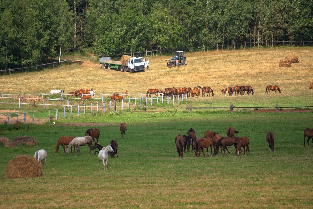 Photograph by Диана Бородзе