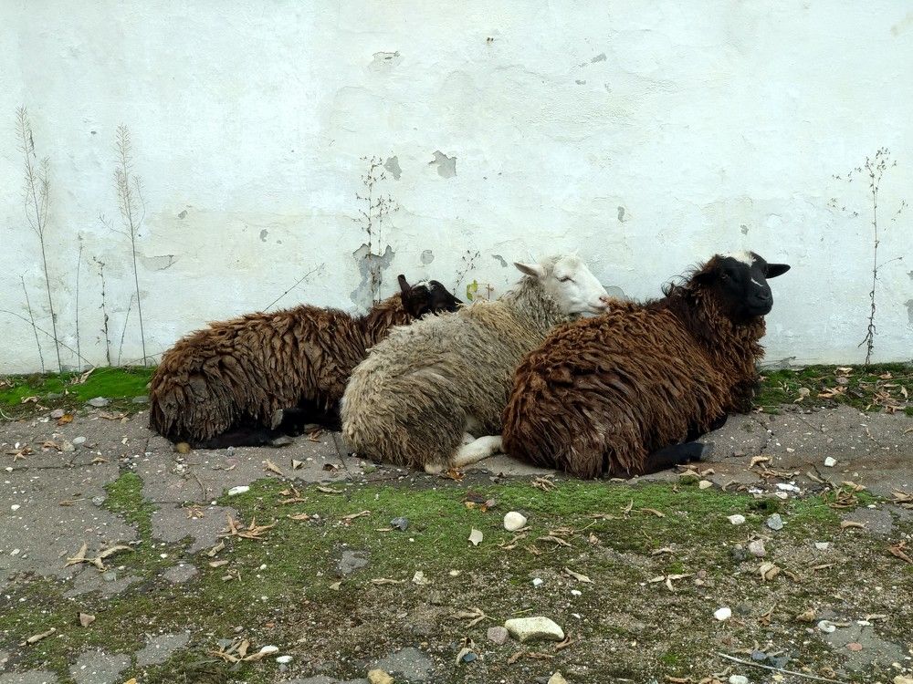 Photograph by Марина Мишина