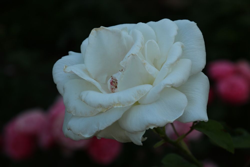 Photograph by 