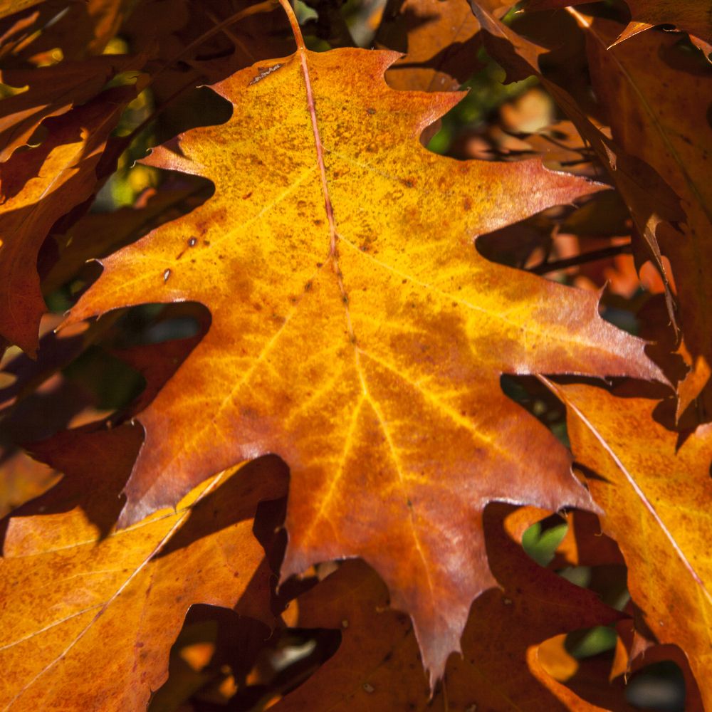 Оранжевый цвет - 12