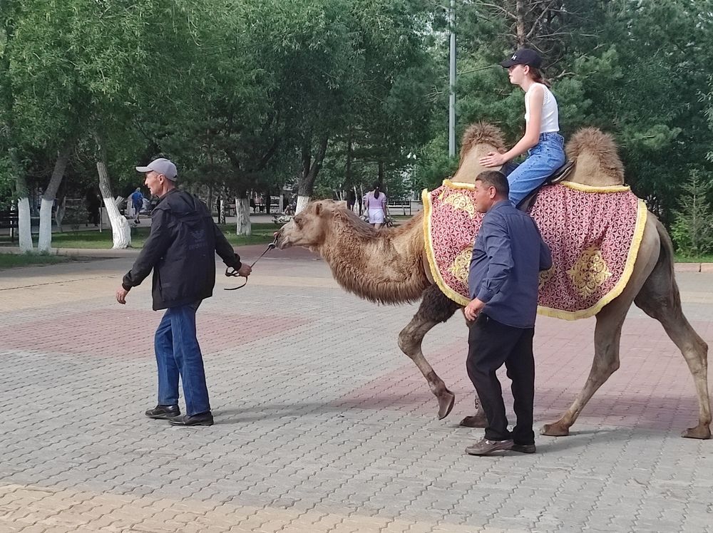 Верблюжья прогулка (Camel walk)