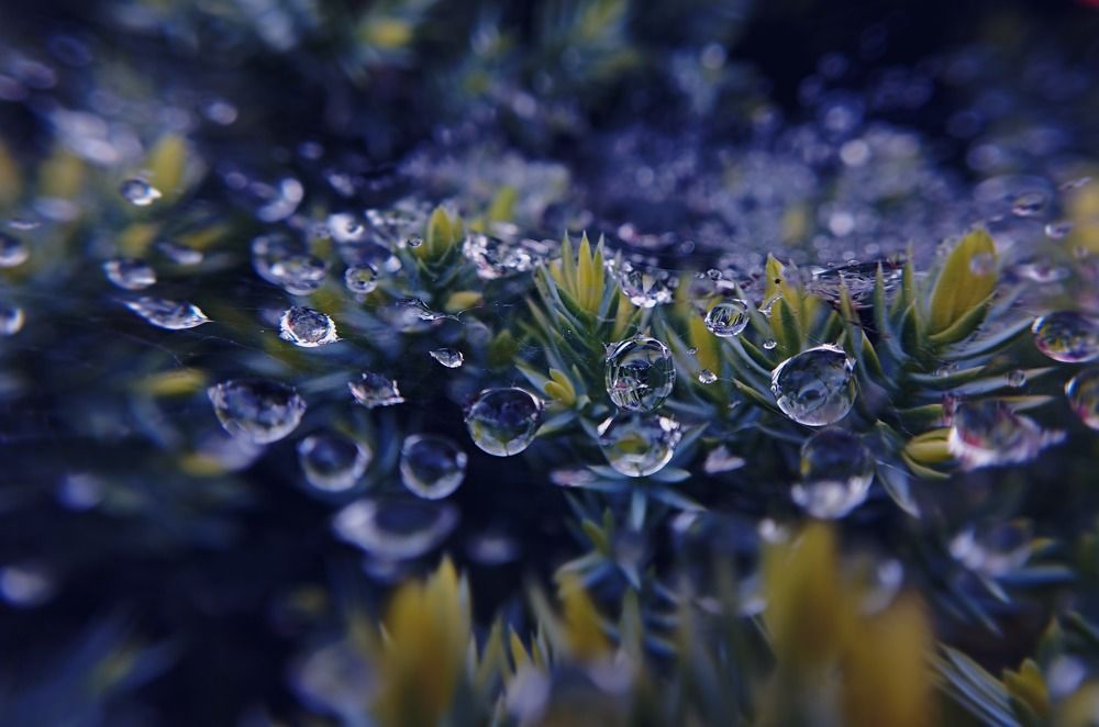 Photograph by Irina Dali