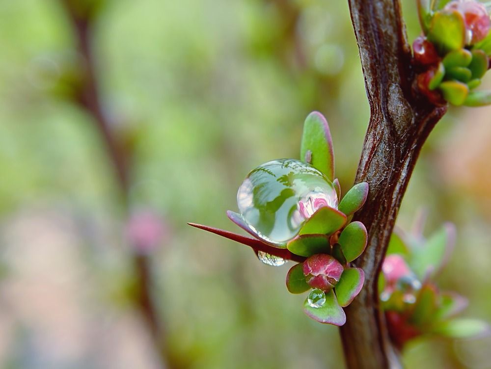 Photograph by Irina Dali