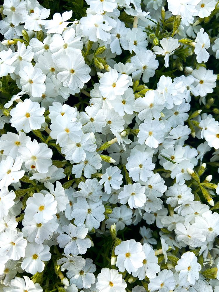 Photograph by Анна Леонова