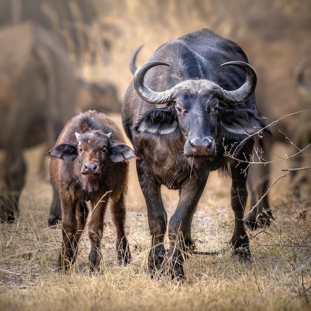 CAPE BUFFALO & CALF