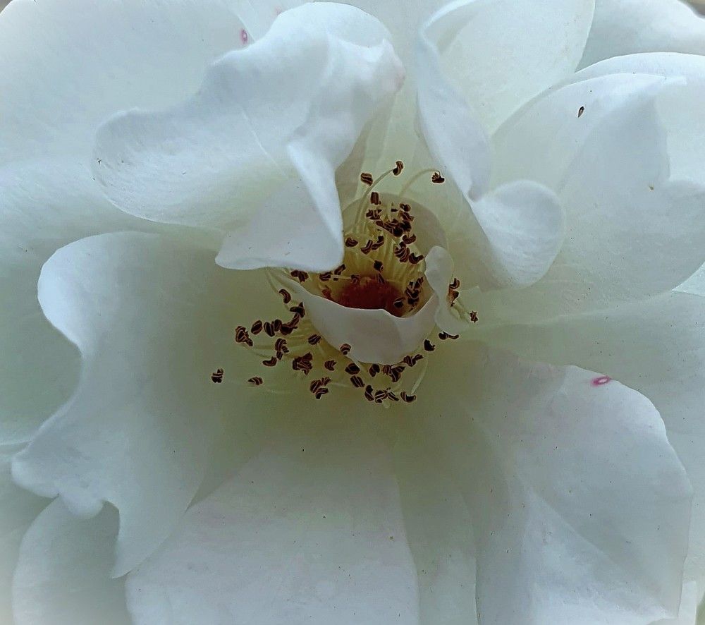 Photograph by Ева К