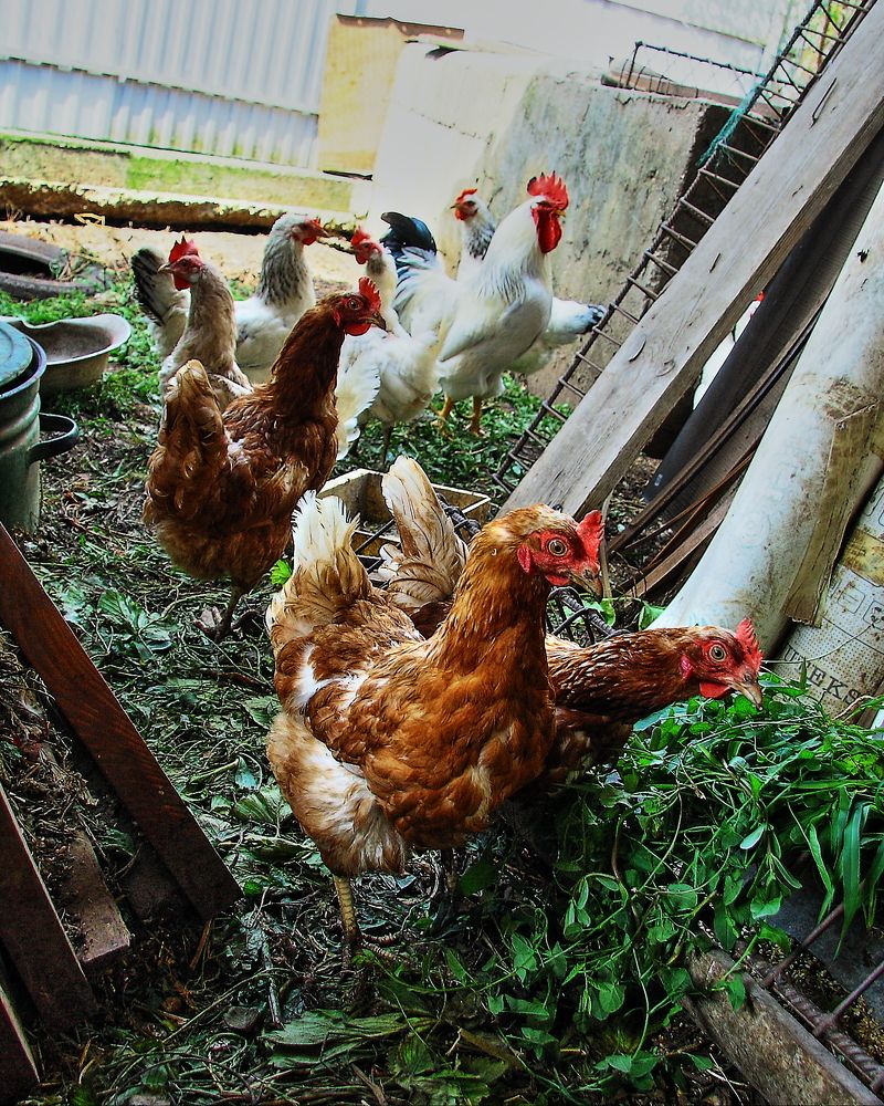 Photograph by Александр Кудрявцев