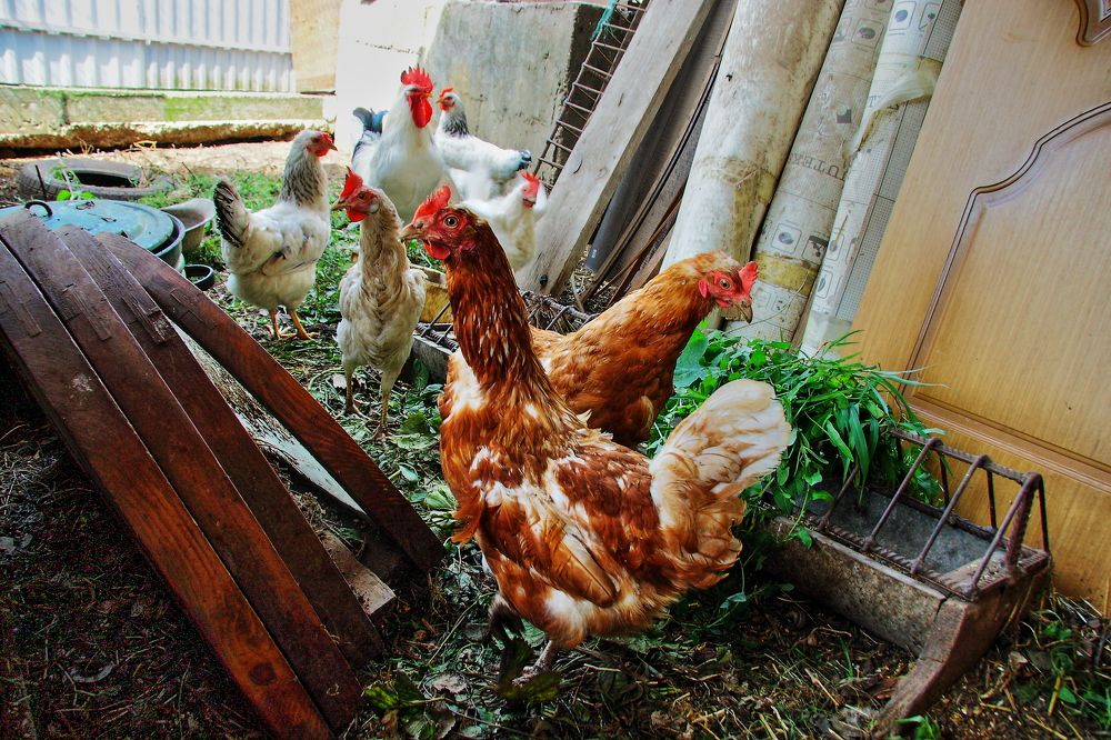 Photograph by Александр Кудрявцев