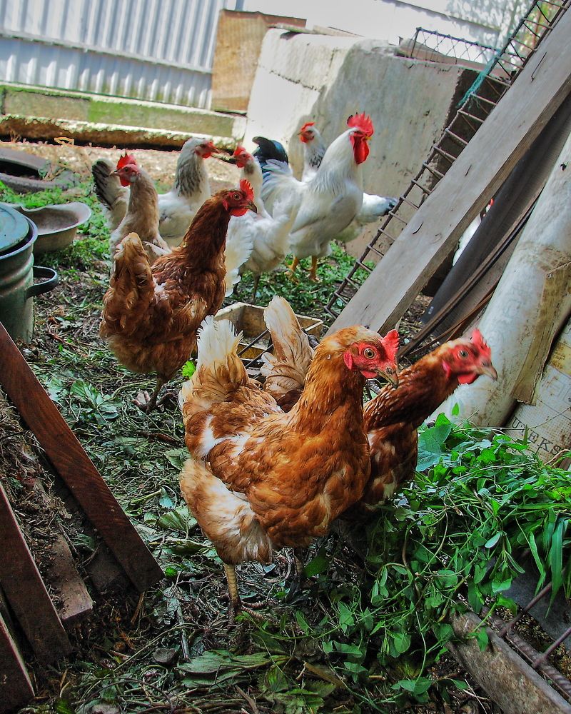 Photograph by Александр Кудрявцев