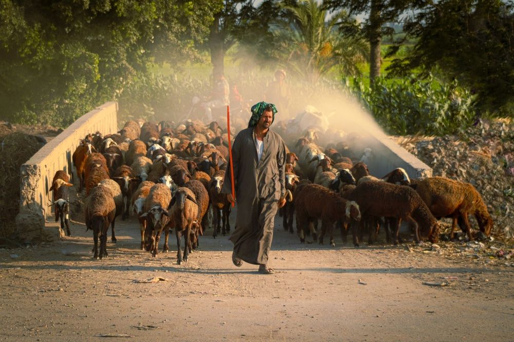 Photograph by Motaz Gohar