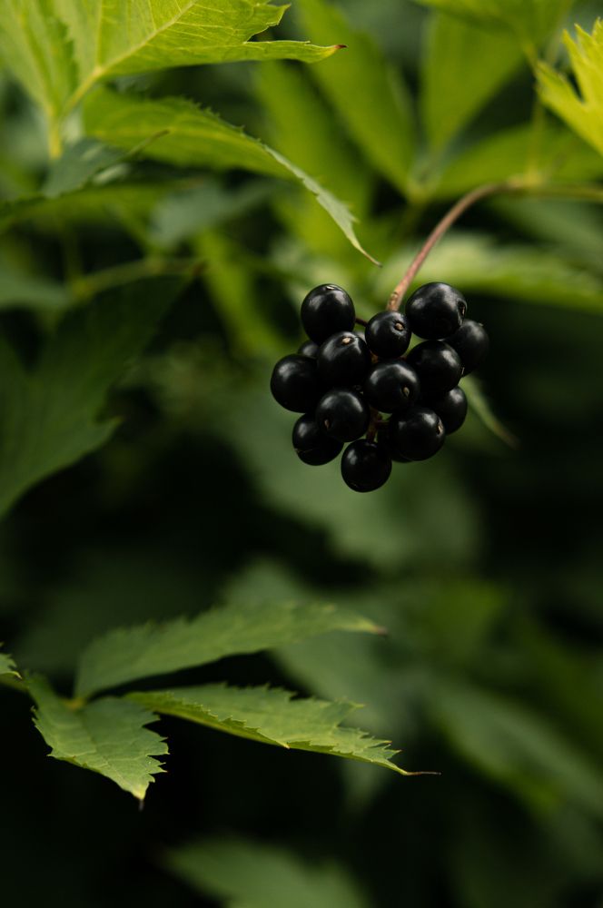 Photograph by Светлана Нестерова