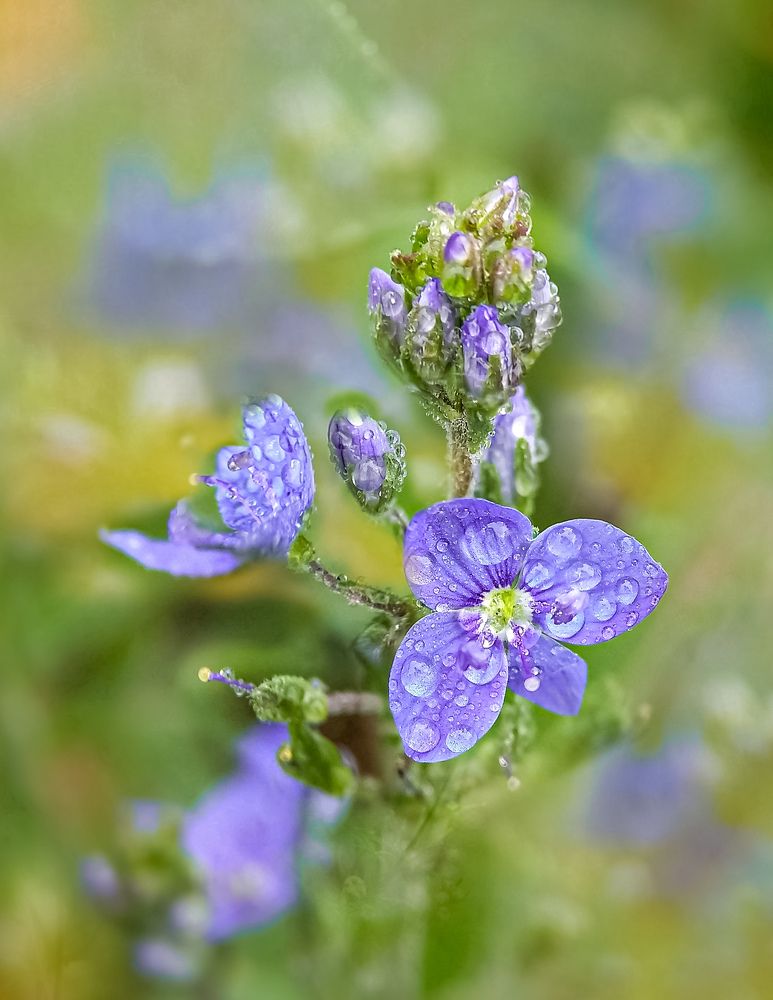Роса и вероника...