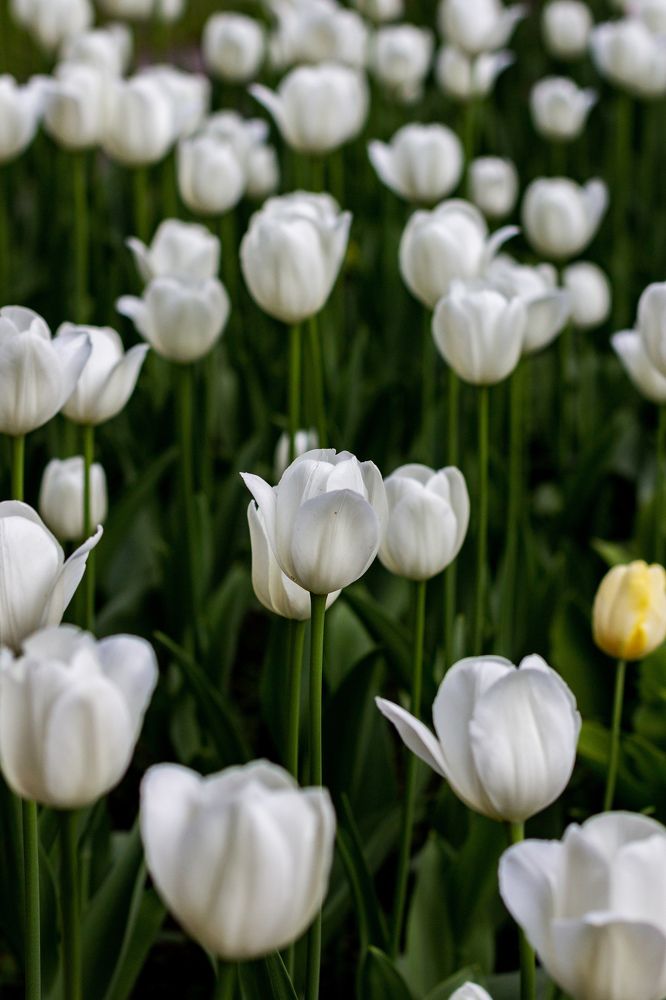 Фотография автора Таисия