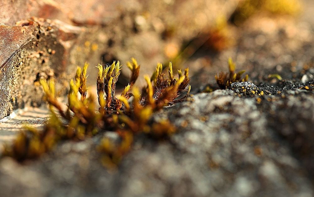 Photograph by Елена Одынец