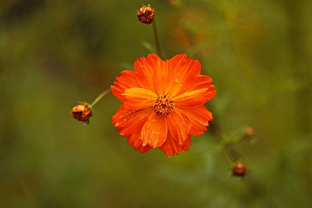 Photograph by Елена Одынец