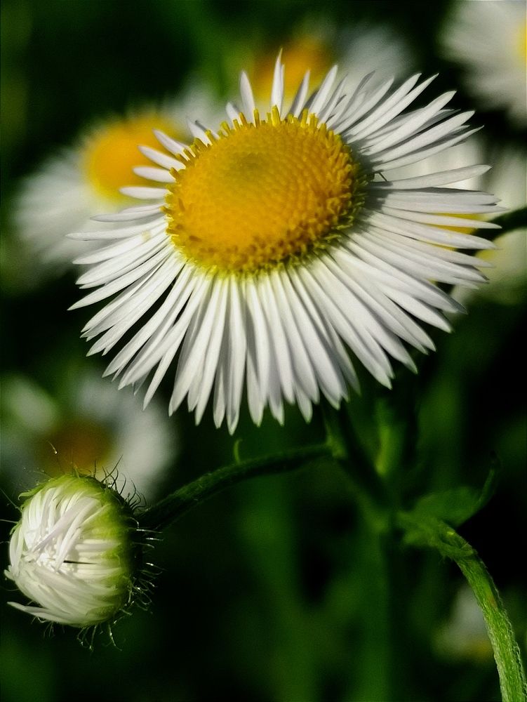 Фотография автора Васильева Ирина