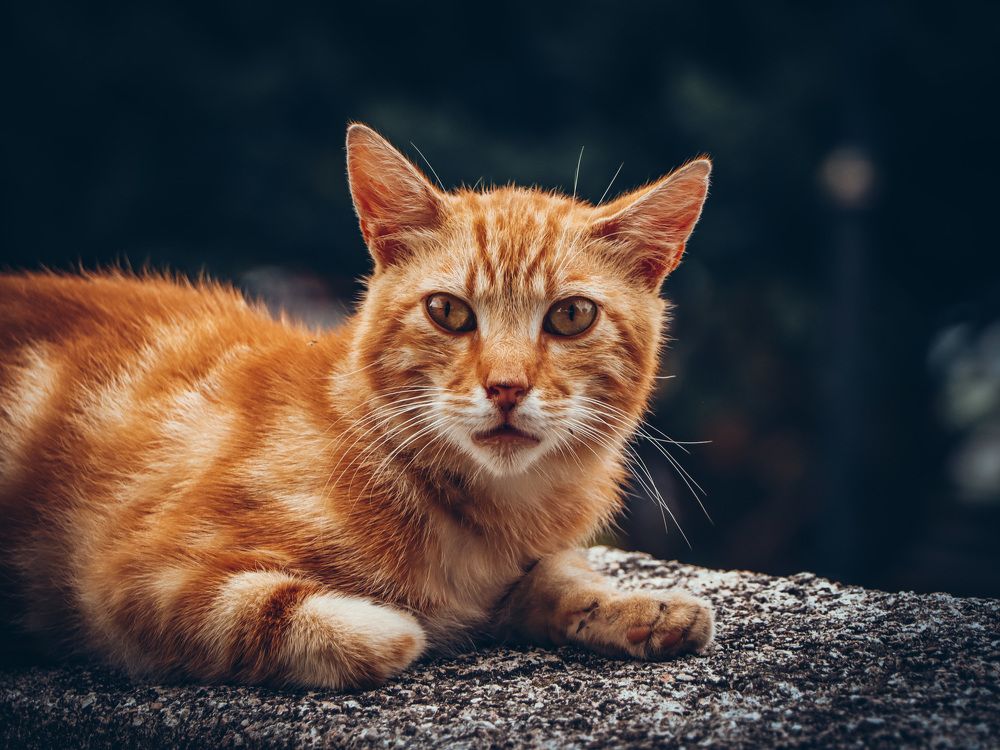 Photograph by Anton Krol