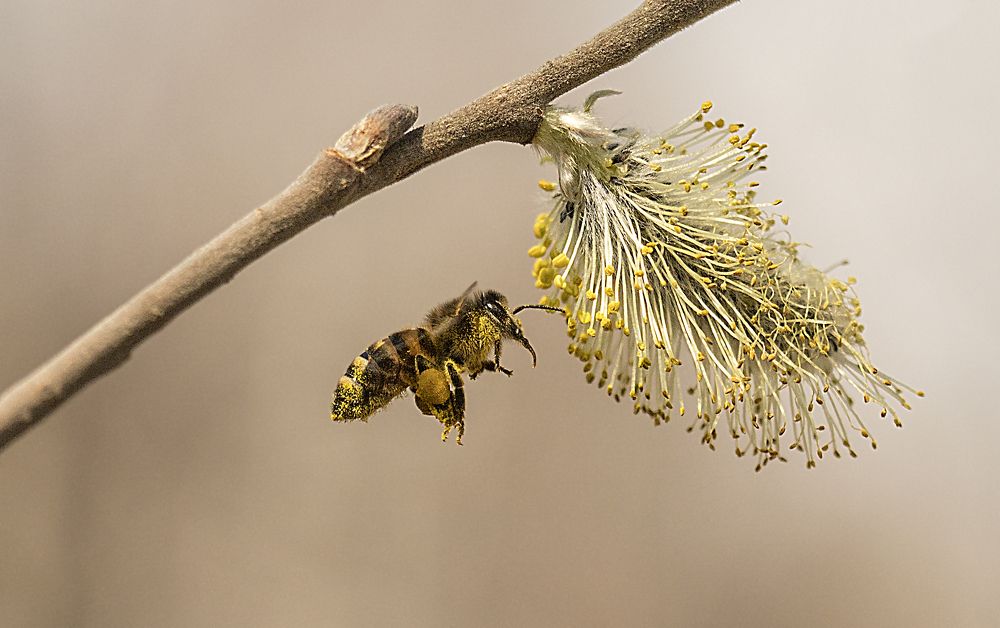 Фотография автора Andrey Pristyazhnyuk