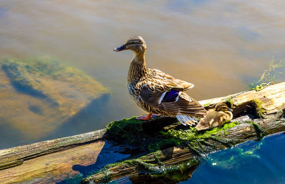 Photograph by Михаил Бояркин