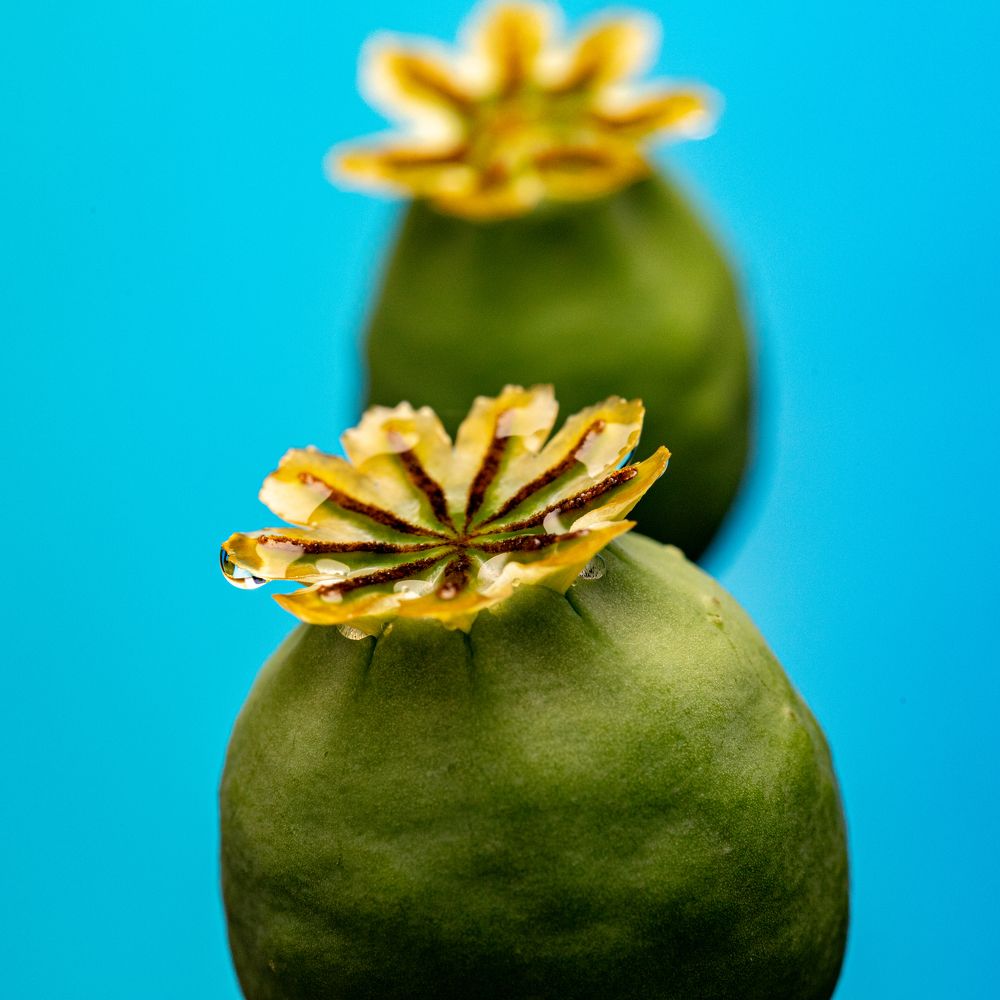 Photograph by Dmitriy Konstantinov