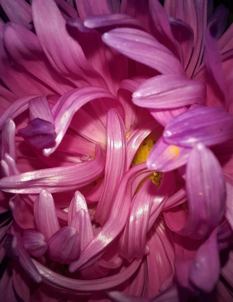 Фотография автора Елена Пикатова