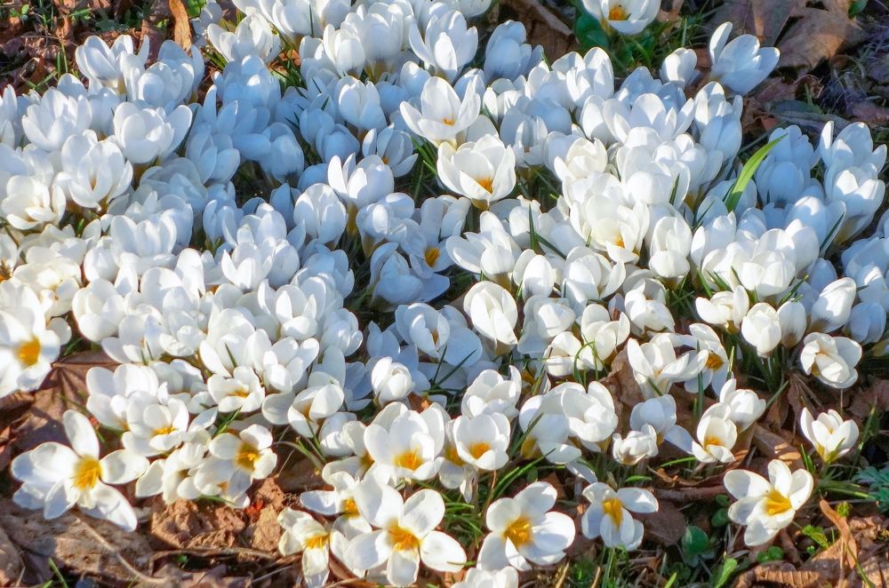 Photograph by IRINA KORNEVA