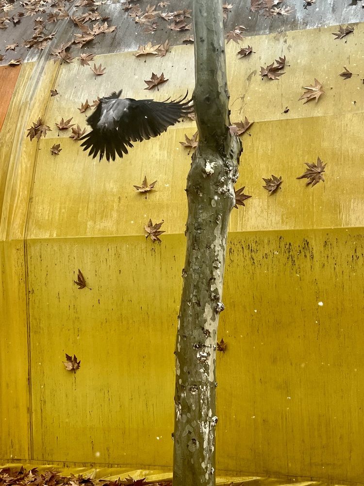 Photograph by shiva kabiri