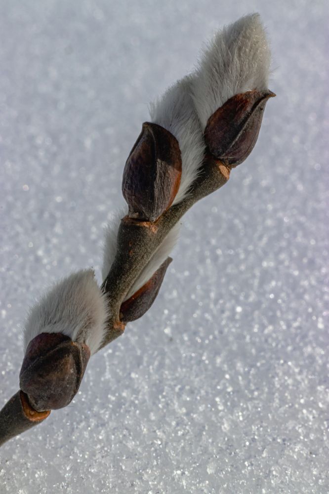 Котики на снегу