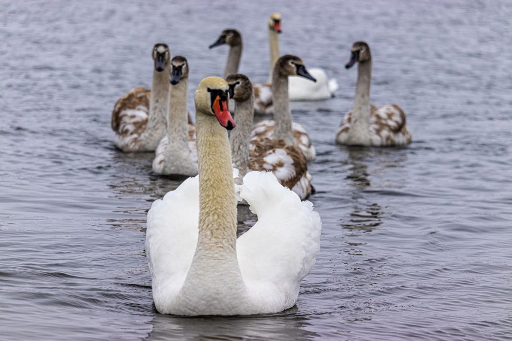 Папа Мама Мы