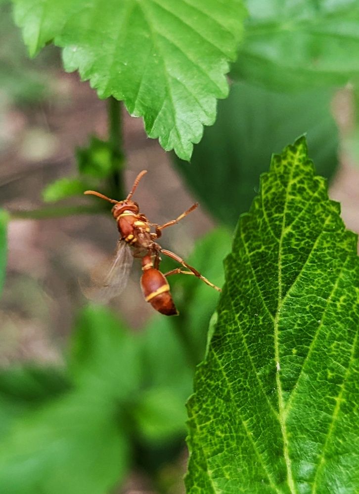 Фотография автора SARAVANA MANICKAM