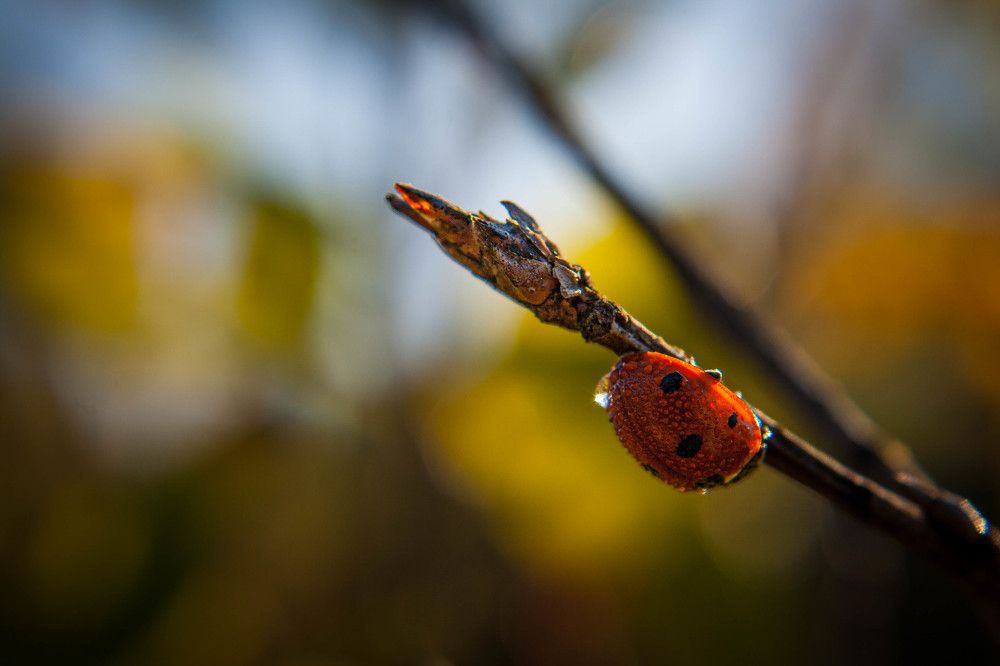 Фотография автора Ирина Гриценко