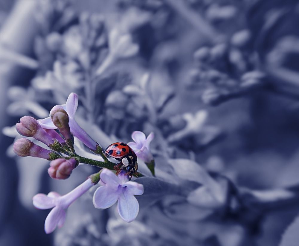 Photograph by Irina Dali