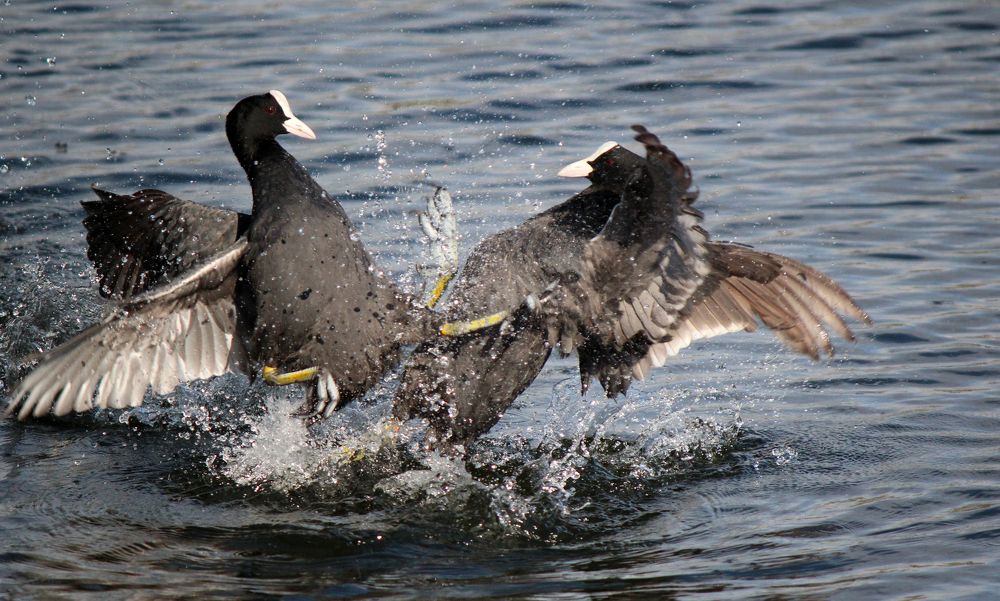 Битва лысух