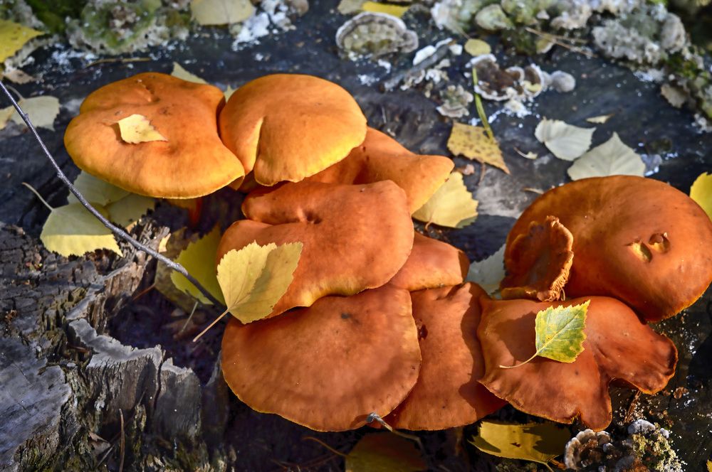 Photograph by Ирина Александрович