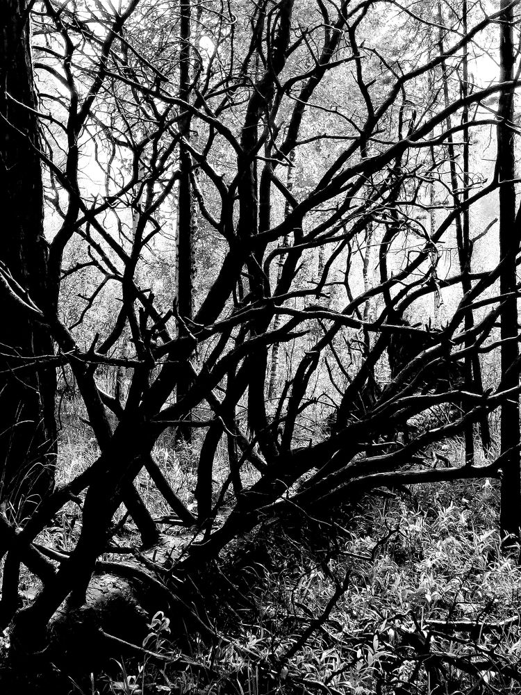 Photograph by Дмитрий Петренко