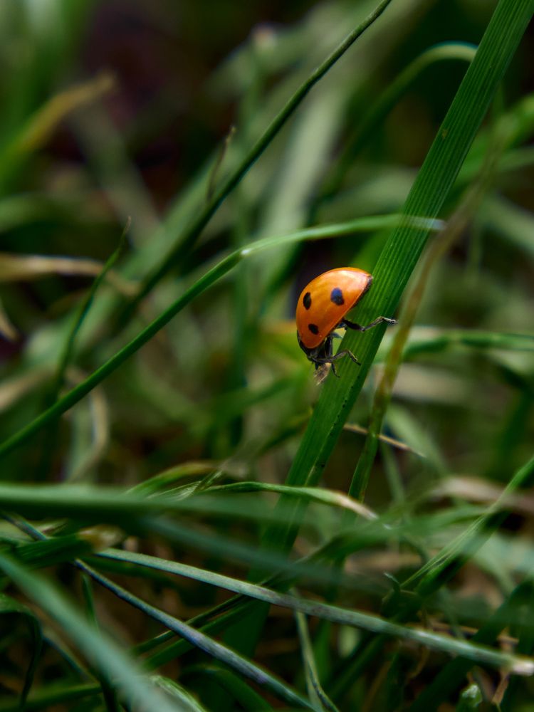 Photograph by Ирина Аверьянова