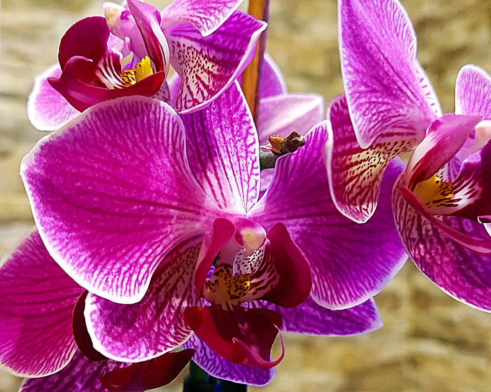 Photograph by Ольга Стоун