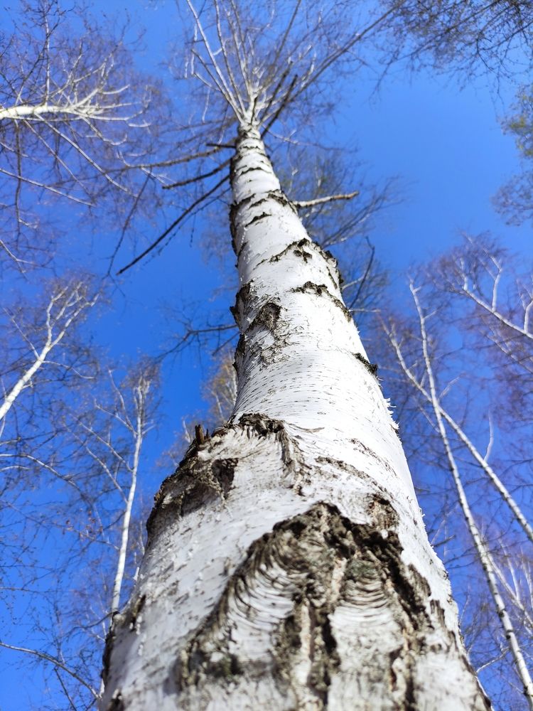 Photograph by Светлана Холодова