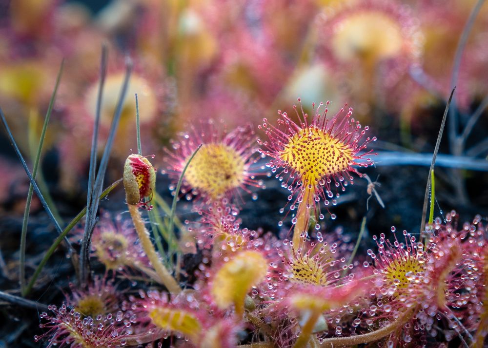 Photograph by Ирина Толокновская