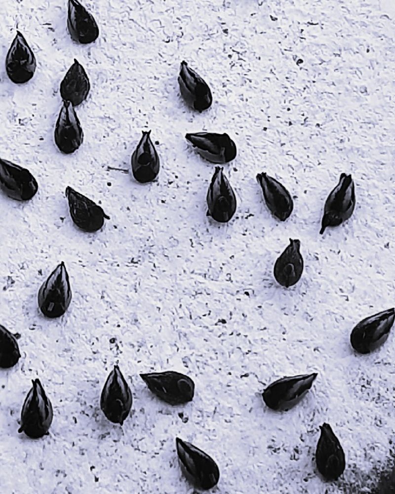 Уточки на льду