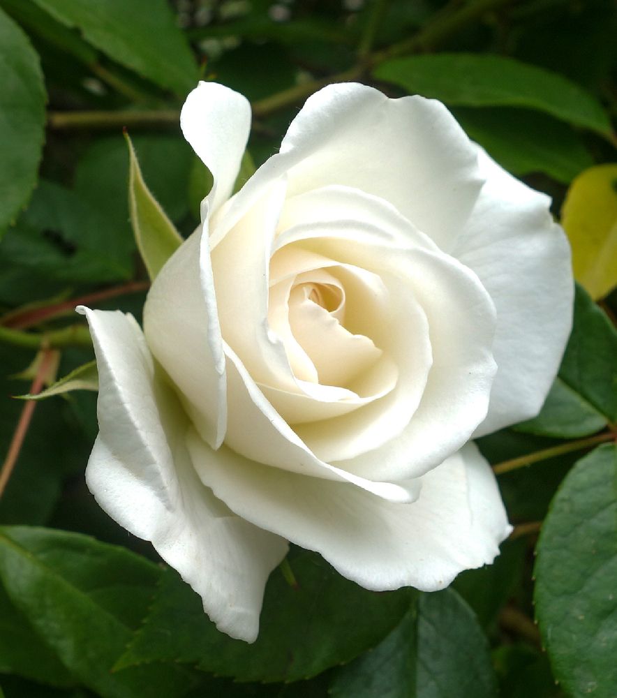 Photograph by IRINA KORNEVA