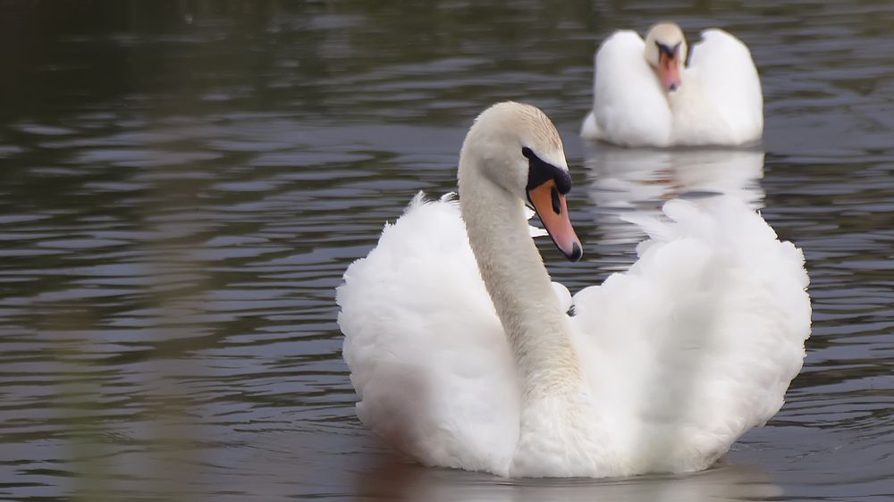 Photograph by Алексей Парамонов