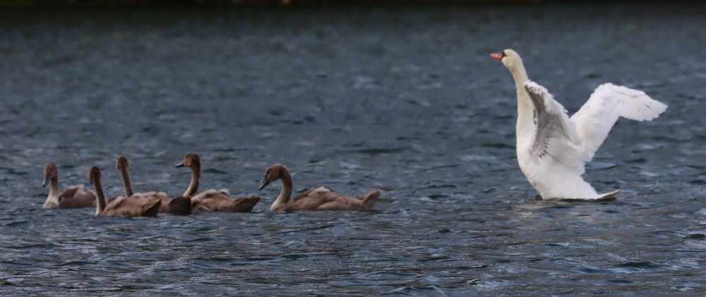 Фотография автора Safet Hasanoski