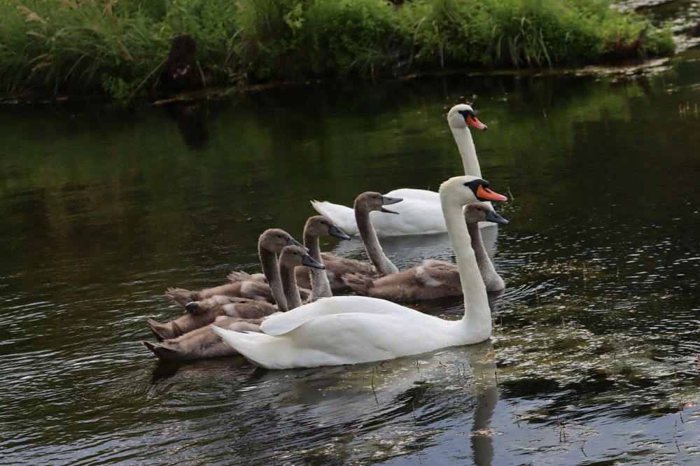 Фотография автора Safet Hasanoski