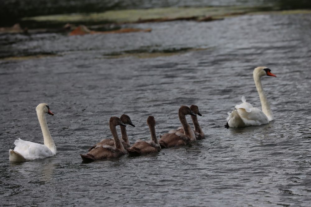 Фотография автора Safet Hasanoski